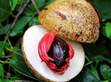 浅析白豆蔻和肉豆蔻的区别